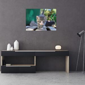 Tablou cu pisicuțe (70x50 cm)