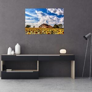 Tablou cu câmp de floarea soarelui (90x60 cm)