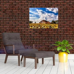 Tablou cu câmp de floarea soarelui (70x50 cm)