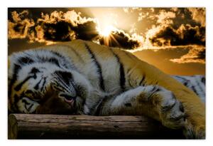 Tablou tigrul dormind (90x60 cm)