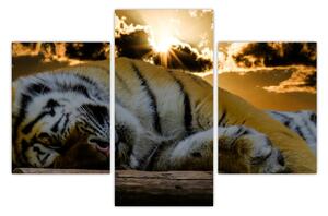 Tablou tigrul dormind (90x60 cm)