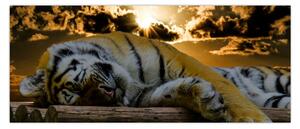 Tablou tigrul dormind (120x50 cm)