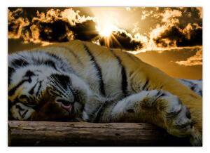 Tablou tigrul dormind (70x50 cm)
