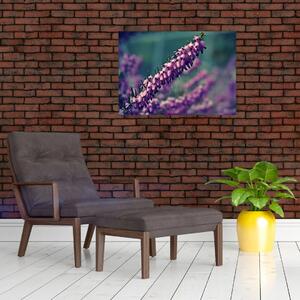Tablou cu floare violetă (70x50 cm)