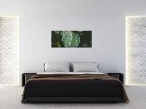 Tablou - picături pe frunză (120x50 cm)