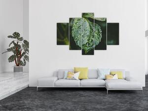 Tablou - picături pe frunză (150x105 cm)