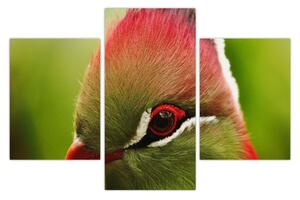 Tablou cu pasărea colorată (90x60 cm)