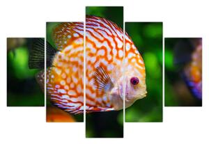 Tablou cu pește (150x105 cm)