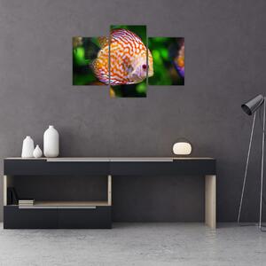 Tablou cu pește (90x60 cm)