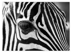 Tablou cu zebră (70x50 cm)