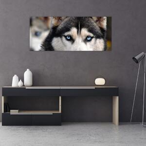 Tablou cu câinele husky (120x50 cm)