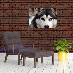 Tablou cu câinele husky (70x50 cm)