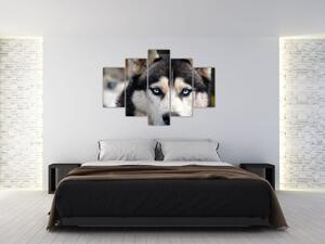 Tablou cu câinele husky (150x105 cm)