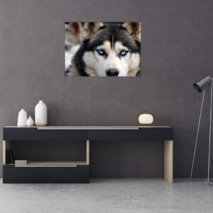 Tablou cu câinele husky (70x50 cm)