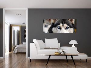 Tablou cu câinele husky (120x50 cm)