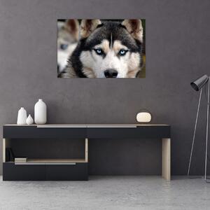 Tablou cu câinele husky (90x60 cm)