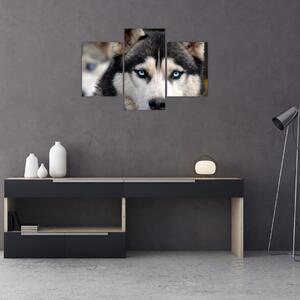 Tablou cu câinele husky (90x60 cm)