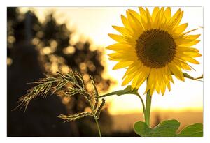 Tablou cu floarea soarelui (90x60 cm)