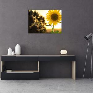 Tablou cu floarea soarelui (70x50 cm)