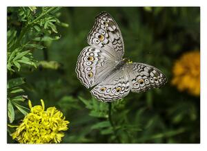 Tablou - fluture alb (70x50 cm)