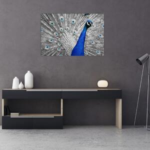 Tablou - păun albastru (90x60 cm)