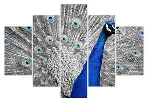 Tablou - păun albastru (150x105 cm)