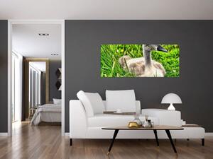 Tablou - lebădă mică în iarbă (120x50 cm)