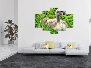 Tablou - lebădă mică în iarbă (150x105 cm)