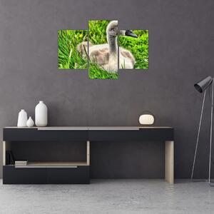 Tablou - lebădă mică în iarbă (90x60 cm)
