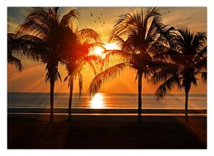 Tablou cu palmier în apus de soare (70x50 cm)