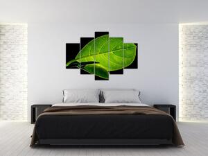 Tablou - frunză verde (150x105 cm)
