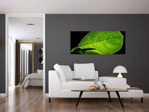 Tablou - frunză verde (120x50 cm)
