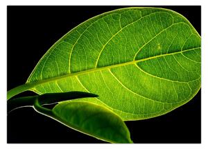 Tablou - frunză verde (70x50 cm)