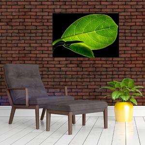 Tablou - frunză verde (90x60 cm)