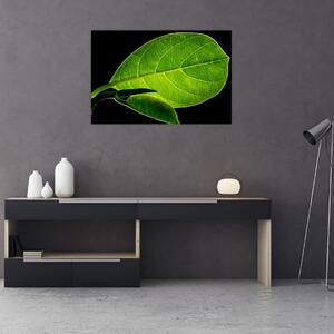 Tablou - frunză verde (90x60 cm)