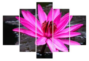 Tablou - floarea roz (150x105 cm)