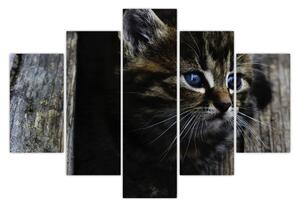 Tablou cu pisicuța (150x105 cm)