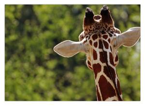 Tablou cu girafă din spate (70x50 cm)