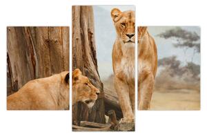 Tablou - două leoaice (90x60 cm)