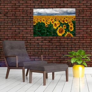 Tablou câmpului de floarea soarelui (90x60 cm)
