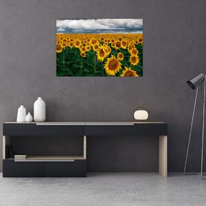 Tablou câmpului de floarea soarelui (90x60 cm)