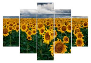 Tablou câmpului de floarea soarelui (150x105 cm)