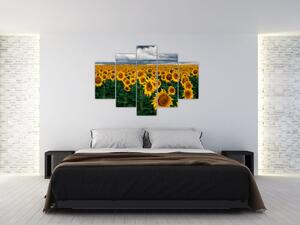 Tablou câmpului de floarea soarelui (150x105 cm)