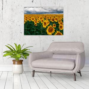 Tablou câmpului de floarea soarelui (70x50 cm)