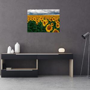 Tablou câmpului de floarea soarelui (70x50 cm)