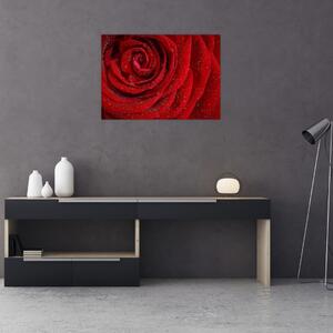 Tablou - detaliu de trandafir (70x50 cm)