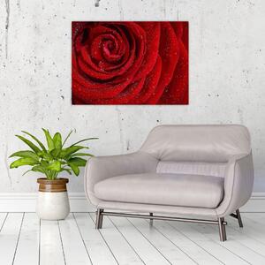 Tablou - detaliu de trandafir (70x50 cm)