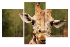 Tablou girafe (90x60 cm)