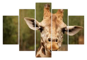 Tablou girafe (150x105 cm)
