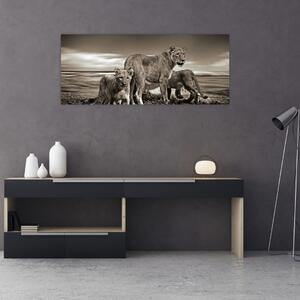 Tablou cu leii alb negri (120x50 cm)
